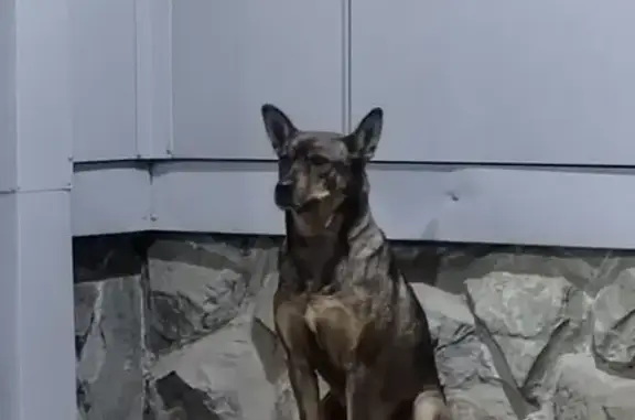 Найдена собака, Горно-Алтайск