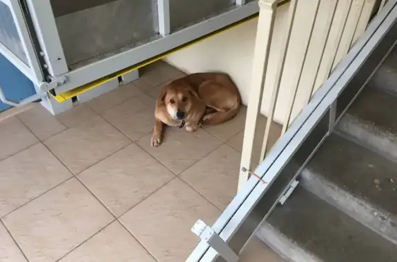 Найдена собака, Воронеж