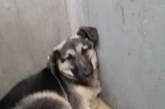 Пропала собака, Челябинская область