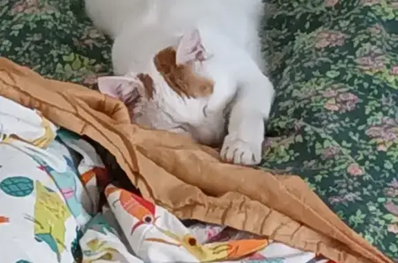 Кошки потеряшки, Москва, фото: Потеряшка кошка, Дмитровское ш., 44 к2