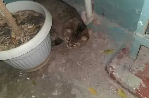 Найдена кошка, Новокуйбышевск