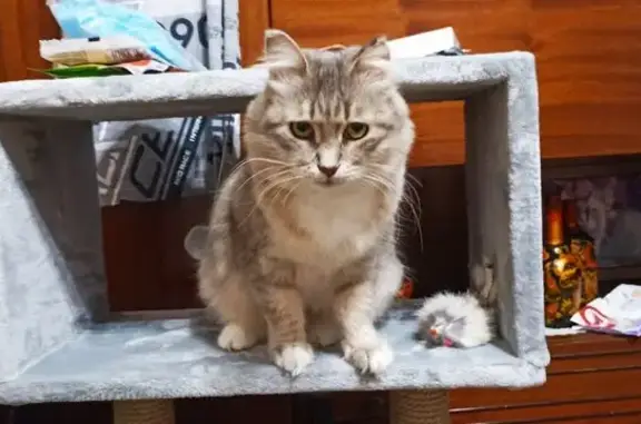 Пропала кошка, Нижегородская область