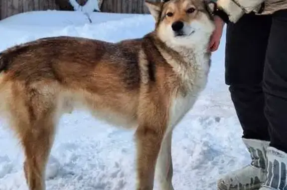 Найдена собака, Калужская область