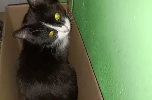 Найдена кошка, Волгоград