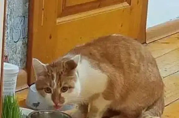 Найдена кошка, Бугульма