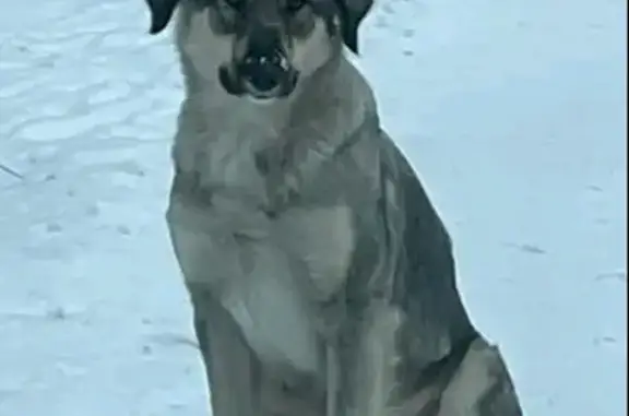 Пропала собака, Иркутская область