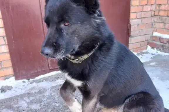 Найдена собака, Томск