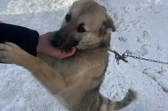 Найдена собака, Москва