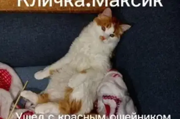 Пропала кошка, Петропавловск-Камчатский