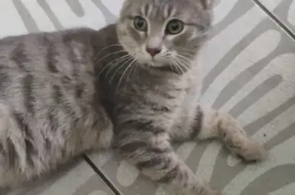 Найдена кошка, Астрахань