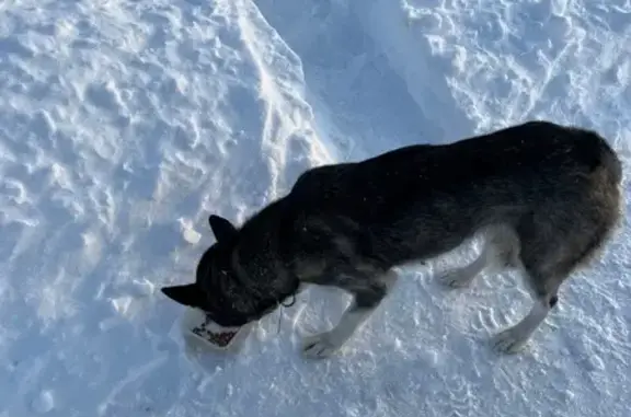 Найдена собака, Рязанская область