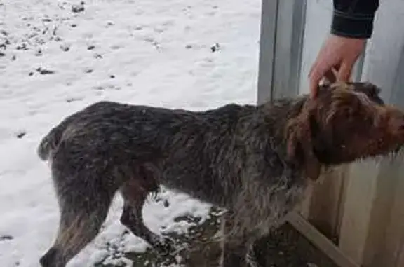 Найдена собака, Будённовск