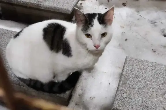 Найдена кошка, Ростов-на-Дону