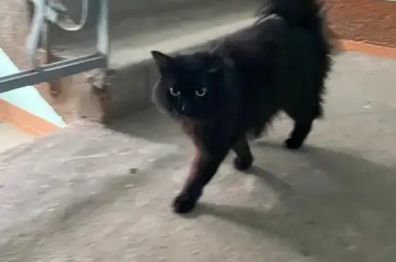Найдена кошка, Йошкар-Ола