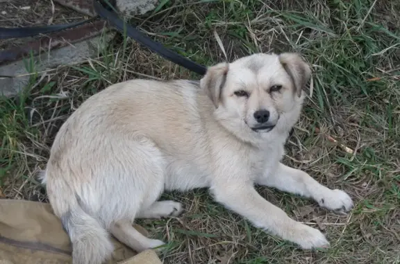 Пропала собака, Ставропольский край