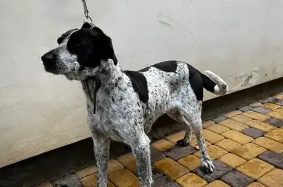 Найдена собака, Краснодар