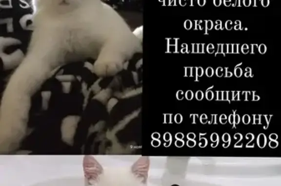 Пропала кошка, Ахтубинск
