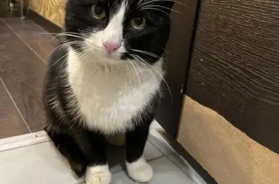 Найдена кошка, Ярославль, фото: Котик найден: ул. Ньютона, 18 к2, Ярославль