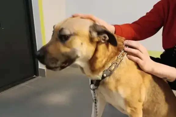 Найденные животные Санкт-Петербург, фото: Собака найдена: Муринская дорога, 25 к1