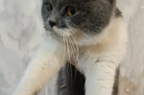 Кошка найдена на пр. Казбекова, Красноармейское