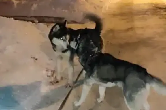 Найдена собака, Тульская область