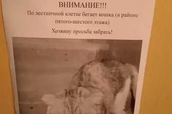 Найдена кошка, Воронеж