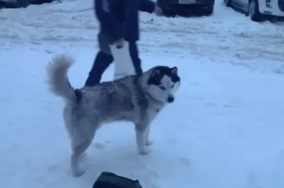Найдена собака, Ульяновск