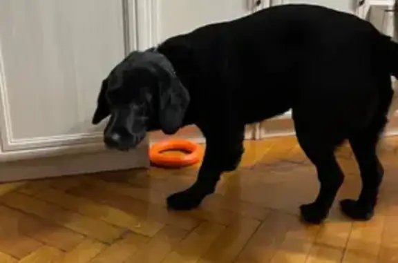 Найдена собака, Санкт-Петербург, фото: Найдена собака, Санкт-Петербург