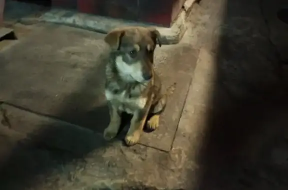 Найдена собака, Новокузнецк
