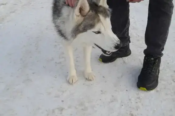 Найдена собака, Нижний Новгород