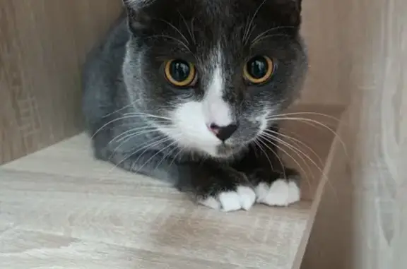 Найдена кошка, Краснодар