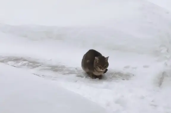 Найдена кошка, Архангельская область