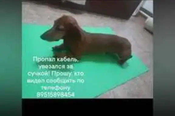 Пропала собака, Ленинск-Кузнецкий