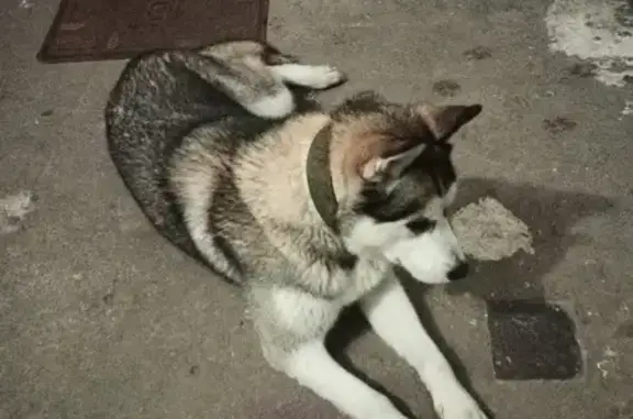 Найдена собака, Челябинск