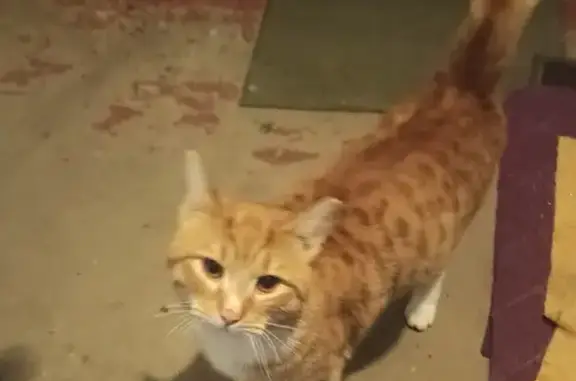 Найдена кошка, Нижний Новгород