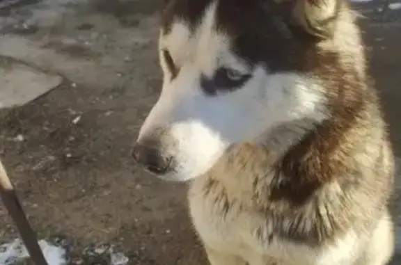 Найдена собака, Тихорецк