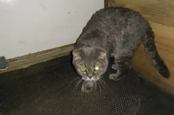 Найдена кошка, Ставрополь