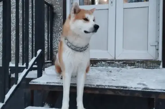 Найдена собака, Смоленск, фото: Собака найдена: Автозаводская, 36А