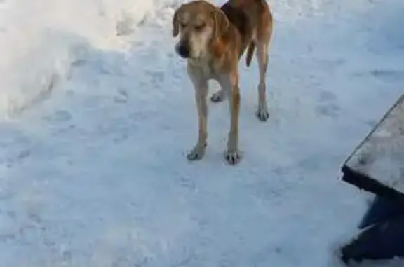 Найдена собака, Курск