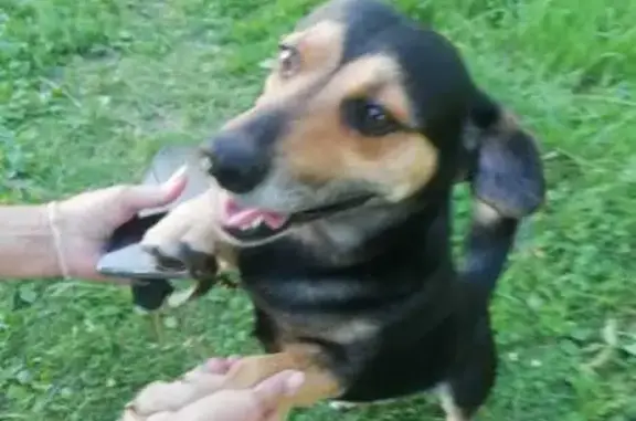 Пропала собака в Село Истье, Калуга