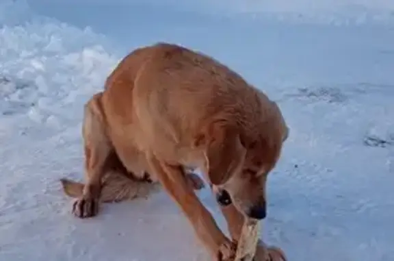 Найдена собака в Новосемейкино