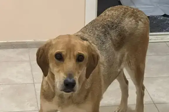 Найдена собака в Рамони, +79155804689