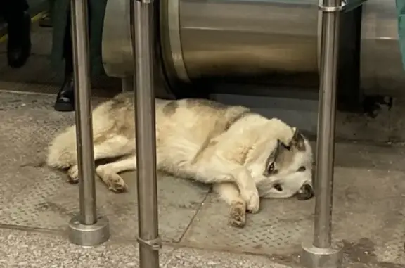 Найдена собака у метро Широкая, Мск