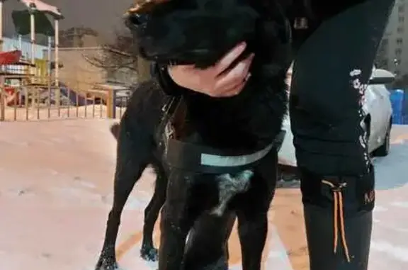 Найдена собака в Балашихе, Люберецкая
