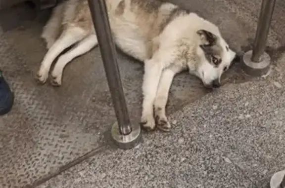 Собака найдена: метро Медведково, Москва