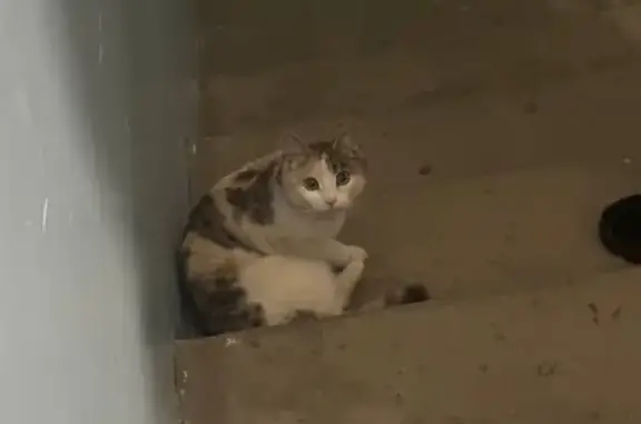 Найдена кошка, пр-т Кулакова, Ставрополь