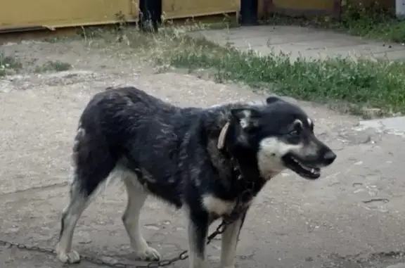 Пропала собака на Луговой, Туймазы