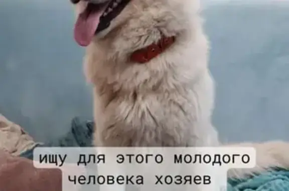 Найдена собака: ул. Космонавта Поповича, 65