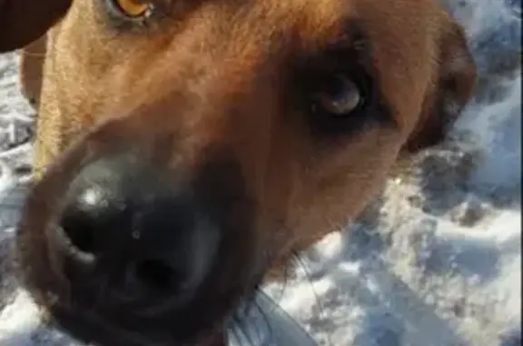 Пропала собака в Улан-Удэ