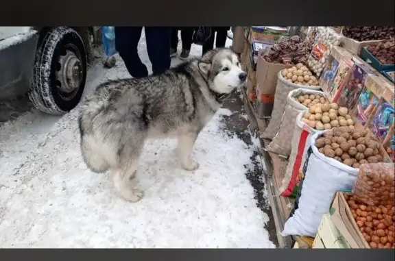 Пропала собака ул.Мавлютова, Казань